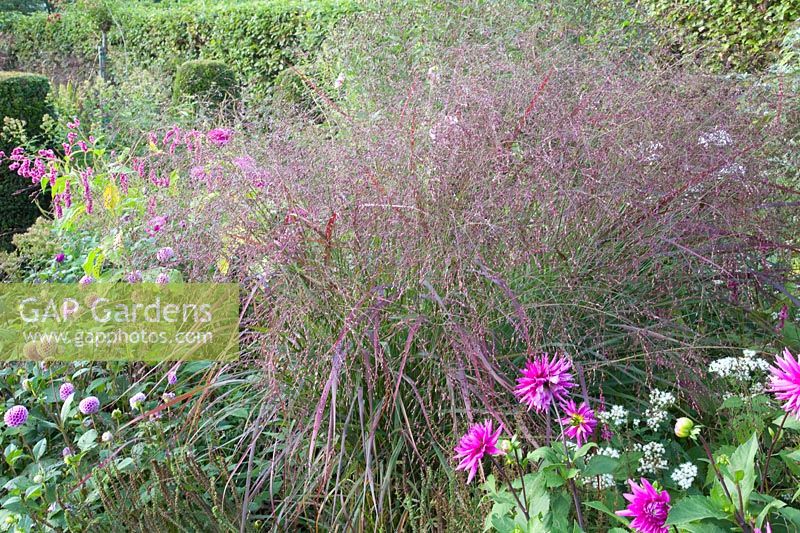 Switchgrass, Panicum virgatum 