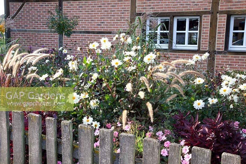 Jardin de devant avec Pennisetum et dahlias, Pennisetum setaceum Rubrum, Dahlia Classic Swanlake 