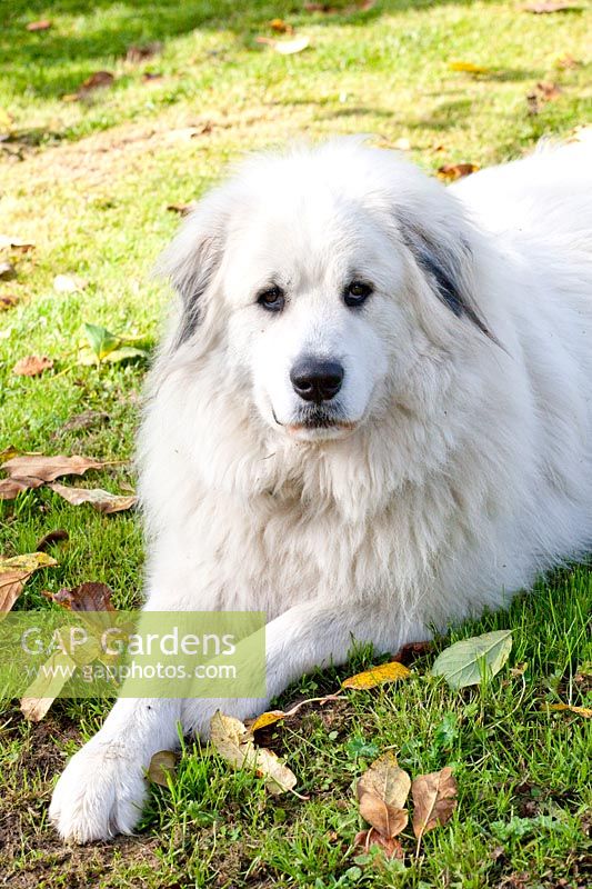 Chien de montagne des Pyrénées Vito 