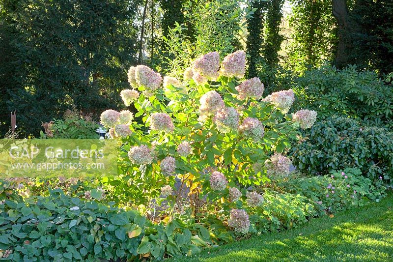 Hortensia paniculé en automne, Hydrangea paniculata Limelight 