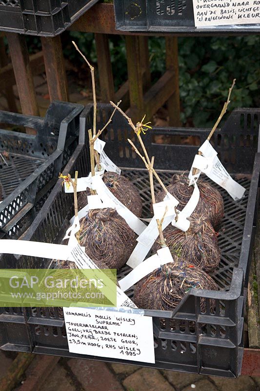 Hamamélis annuel avec boules de plantes à vendre 