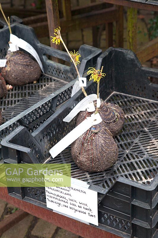 Hamamélis annuel avec boules de plantes à vendre 