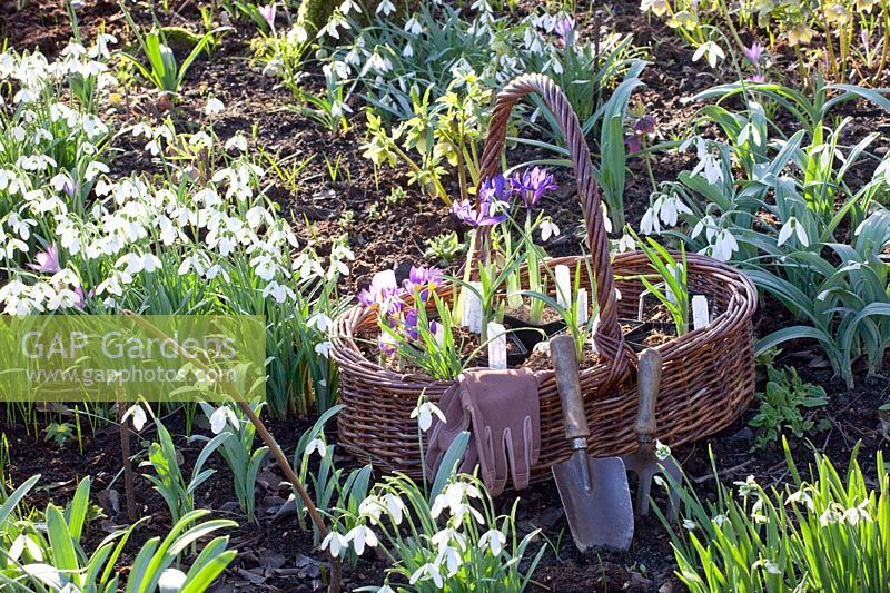 Plantez des fleurs précoces et des perce-neige, Galanthus, Iris reticulata 
