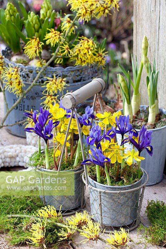 Aconites d'hiver et iris réticulés en pot, Eranthis hyemalis, Iris reticulata Harmony, Hamamelis intermedia Arnold Promise 