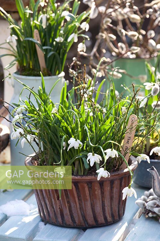 Perce-neige dans un vieux moule à pâtisserie, Galanthus nivalis Flore Pleno 