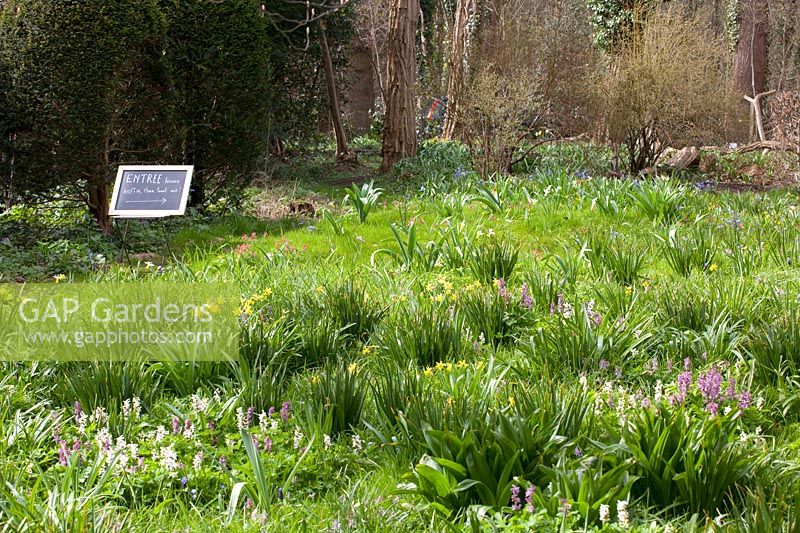 Jardin avec plantes Stinzen, Corydalis cava 