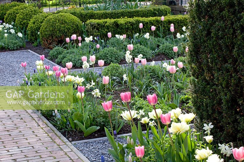Jardin de devant avec tulipes et muscaris, tulipa, muscari 