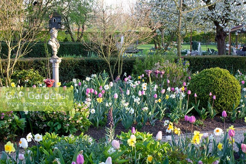 Jardin printanier avec fleurs d'oignons 