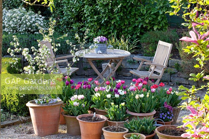 Siège avec tulipes et pommettes en pots, Tulipa, Malus Golden Hornet 