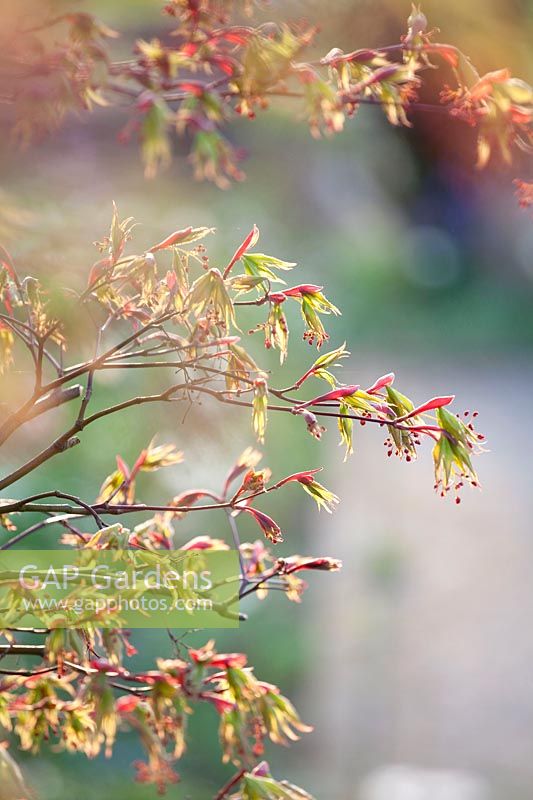Érable en herbe, Acer palmatum Os kazuki 