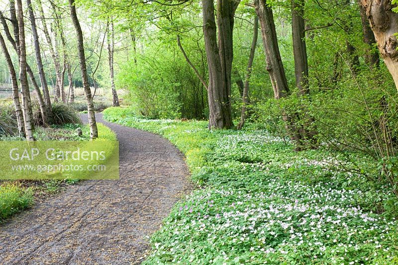 Jac.P.Thijssepark, anémone des bois, Anemone nemorosa 