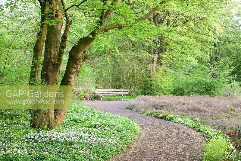 Jac.P.Thijssepark, anémone des bois, Anemone nemorosa 