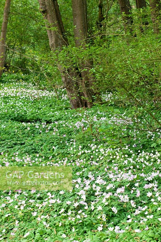 Jac.P.Thijssepark, anémone des bois, Anemone nemorosa 