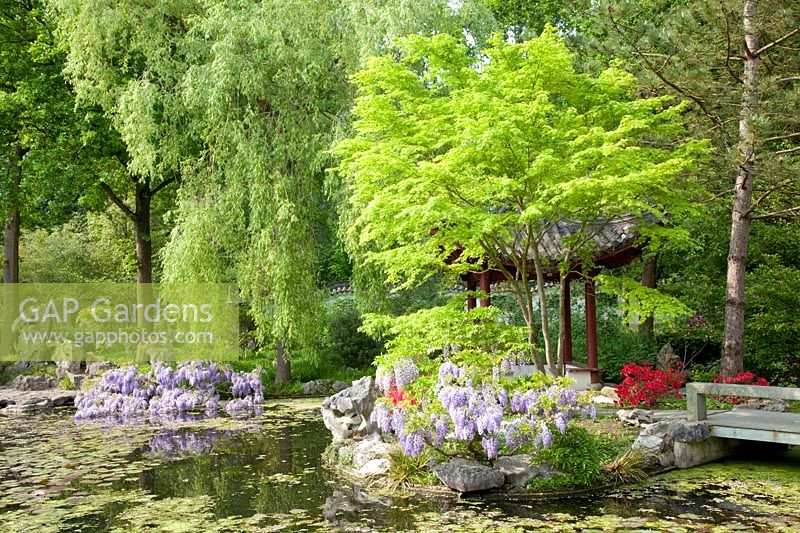 Jardin chinois à Hortus Haren 