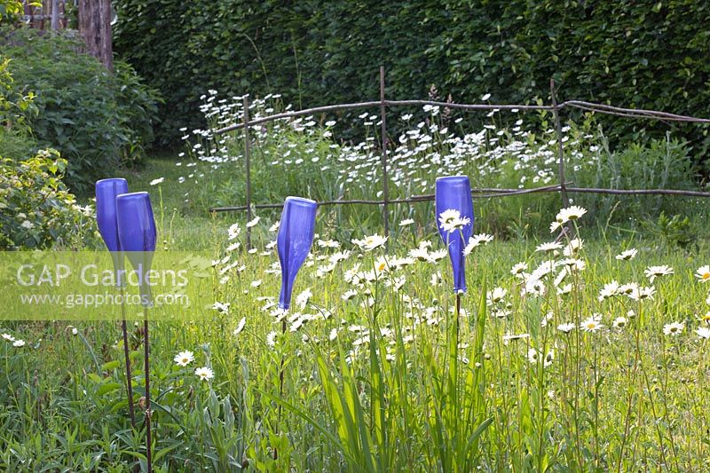 Prairie de marguerites avec des bouteilles bleues comme décoration, Leucanthemum vulgare 