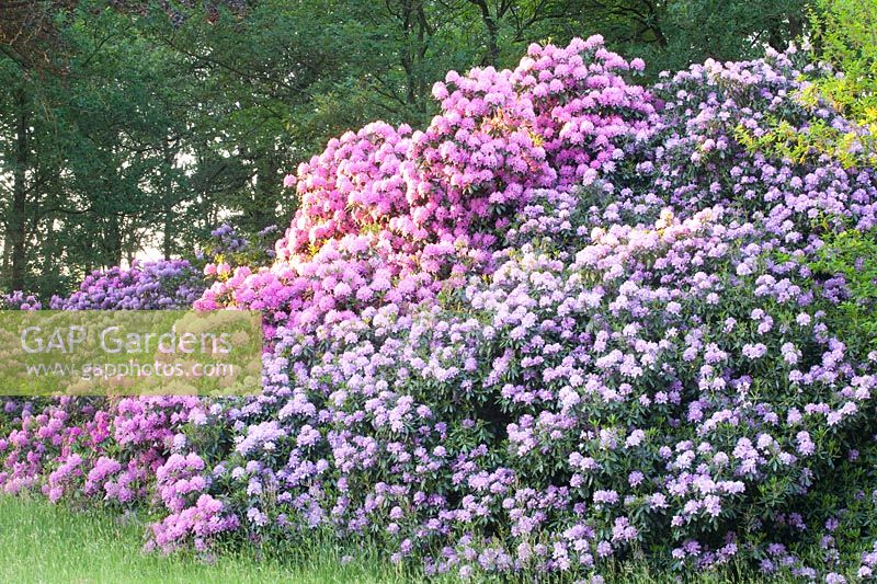 rhododendron 
