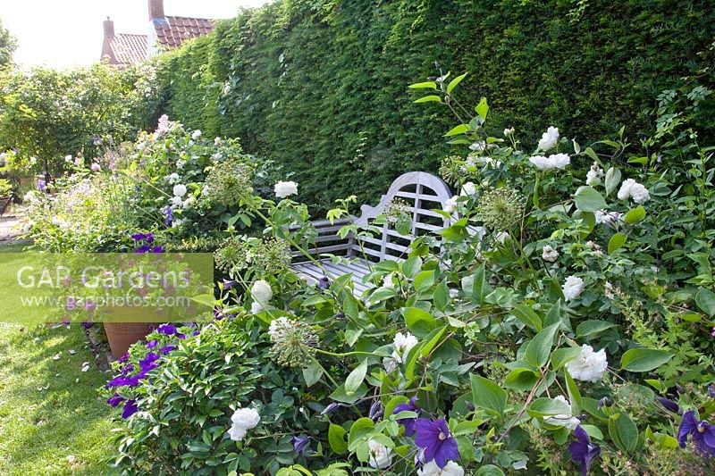 Jardin rural avec roses et clématites 