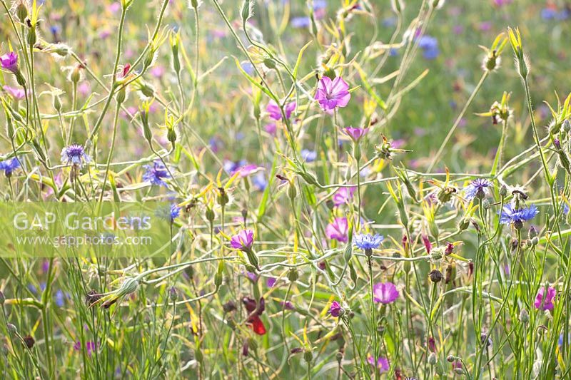Prairie de fleurs sauvages 
