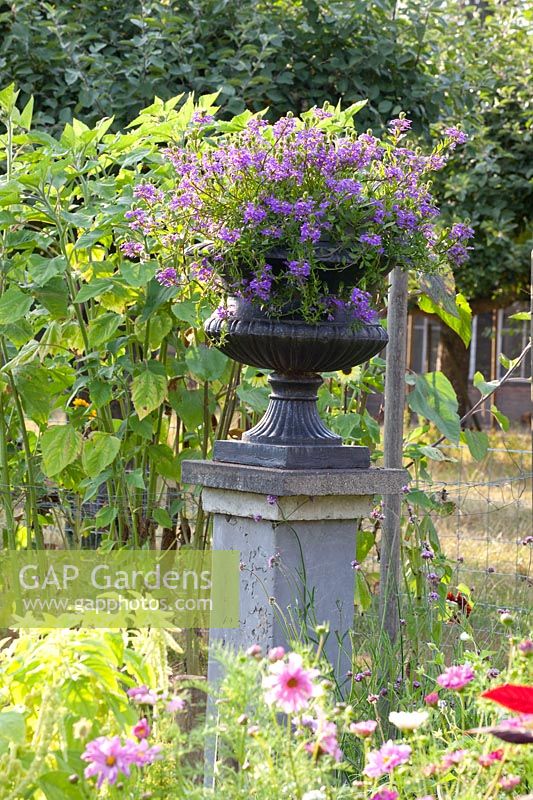 Jardin avec fleurs d'été annuelles et vase avec Scaevola aemula 
