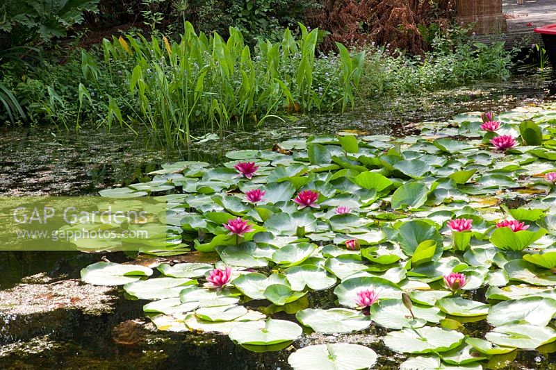 Nénuphars dans l'étang, Nymphaea 