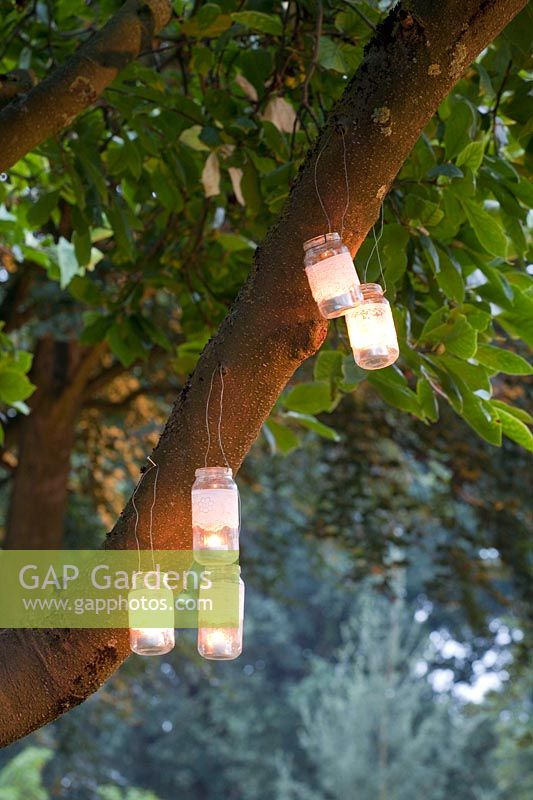 Lanternes dans un arbre 