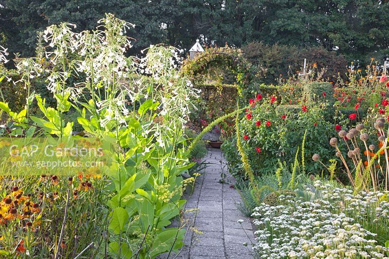 Jardin avec tabac ornemental, Nicotiana sylvestris, Dahlia, Allium tuberosum 