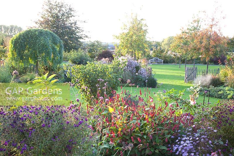 Jardin en automne avec des plantes vivaces, des arbres à cordes et des pommetiers, Sophora japonica Pendula, Malus Evereste 