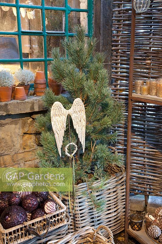 Décoration de Noël avec pin dans un panier, Pinus 
