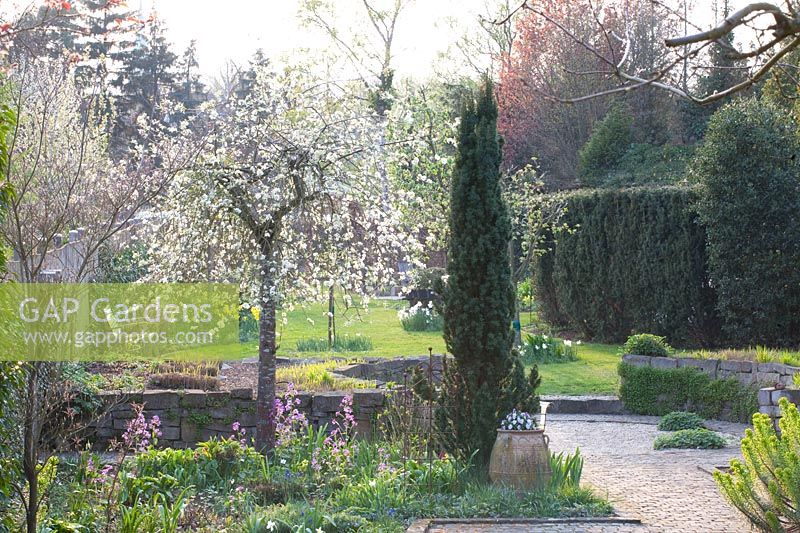 Jardin de printemps avec poirier ornemental, Pyrus salicifolia Pendula 