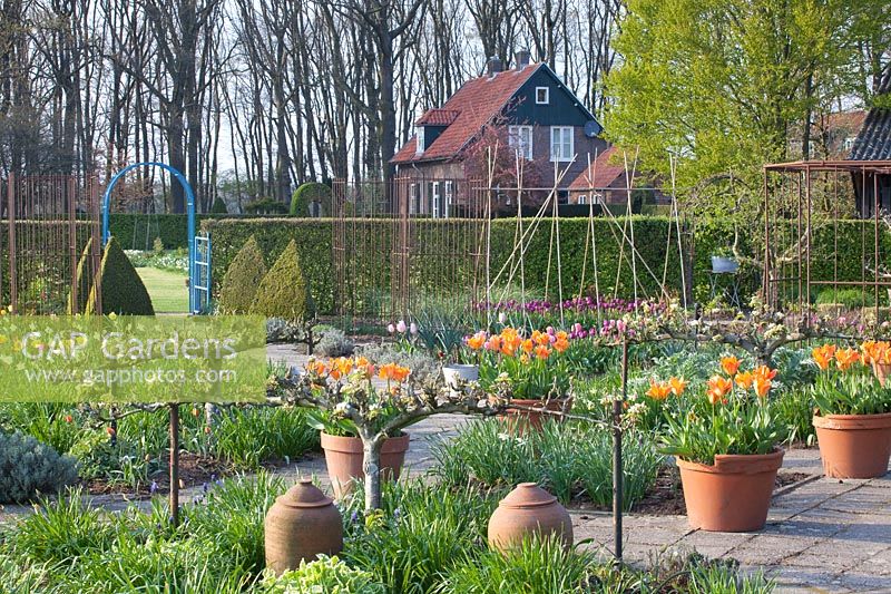 Potager au printemps avec treillis de poiriers et tulipes en pots, Pyrus communis Bonne Louise d'Avranches, Tulipa Fosteriana Orange Empereur 