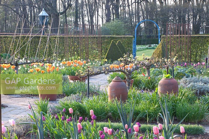 Potager au printemps avec treillis de poiriers et tulipes en pots, Pyrus communis Bonne Louise d'Avranches, Tulipa Fosteriana Orange Empereur 
