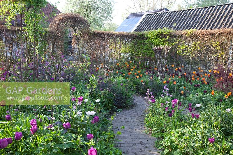 Jardin de printemps avec tulipes 