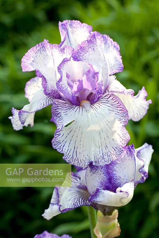 Iris, Iris barbata Cirque d'automne 