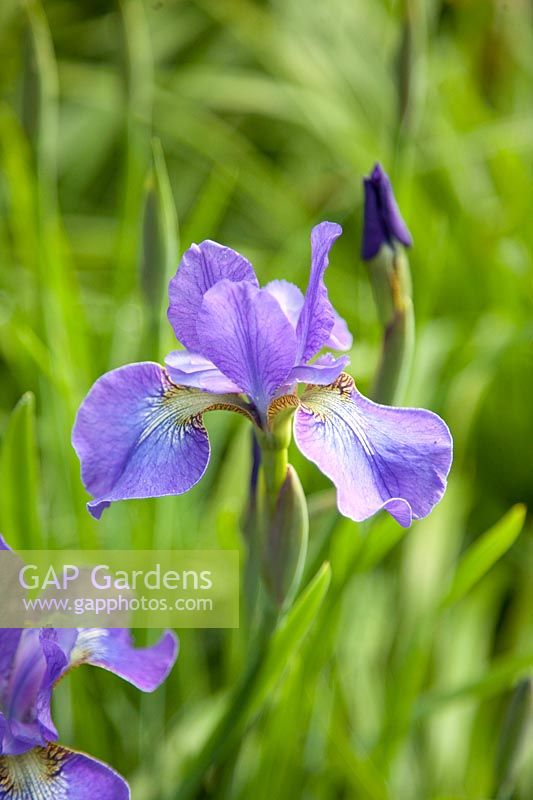 Iris de Sibérie, Iris sibirica 