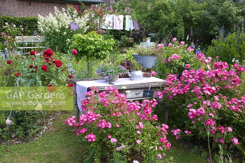 Rosiers arbustifs dans le jardin de la maison de campagne, Rosa Lupo, Rosa Deep Impression, Rosa Leonardo da Vinci 
