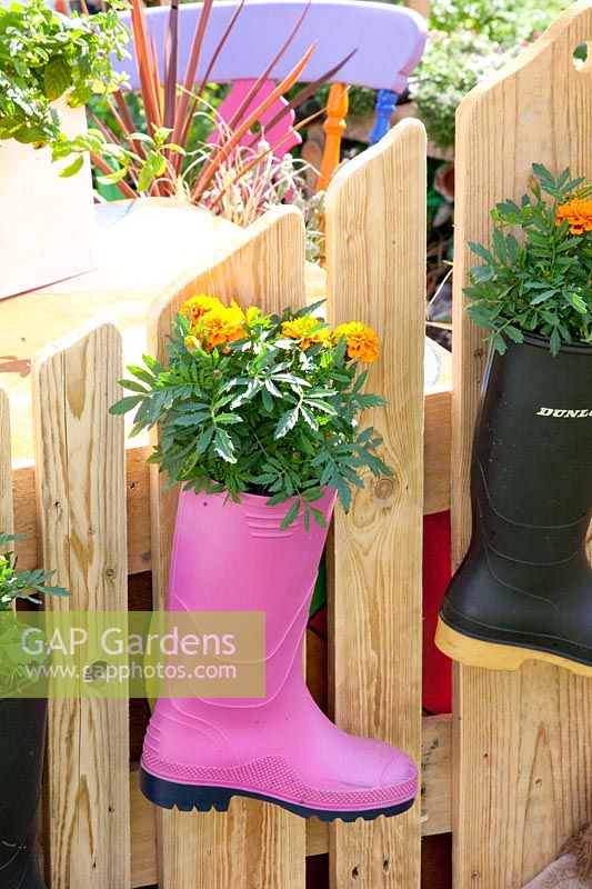Des bottes en caoutchouc plantées de fleurs d'étudiants 