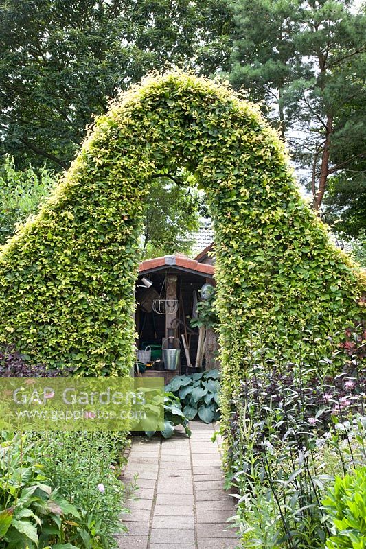 Arche de hêtre dans le jardin de la maison de campagne, Fagus sylvatica 