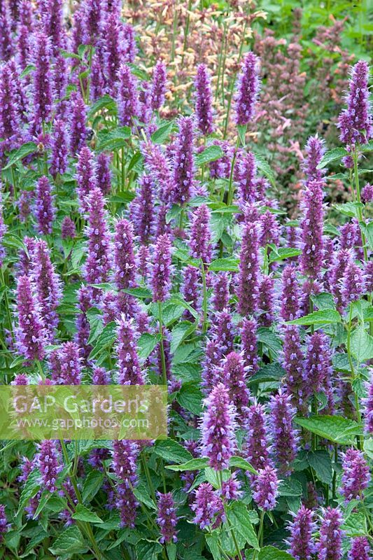 Ortie parfumée, Agastache rugosa Beelicious Purple 
