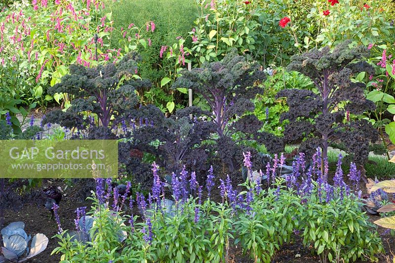 Chou violet et sauge, Brassica oleracea Redbor, Salvia farinacea 