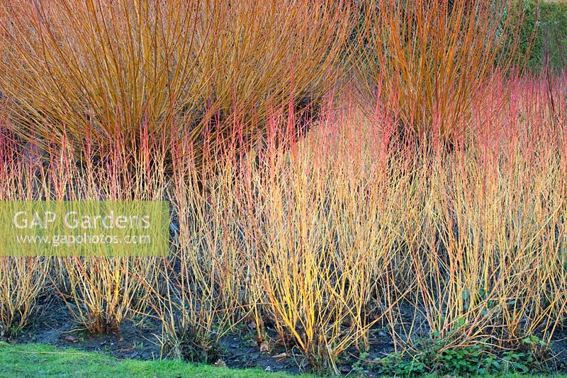 Lit en hiver avec des saules et des cornouillers, Salix alba, Cornus sanguinea Magic Flame 