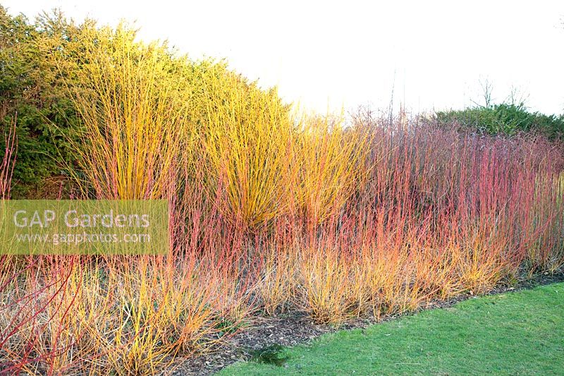 Lit en hiver avec des saules et des cornouillers, Salix alba, Cornus sanguinea Magic Flame 