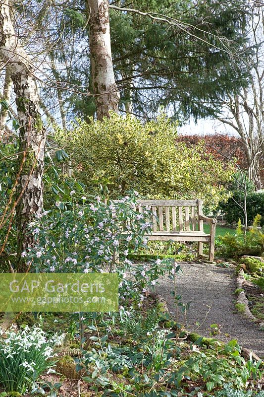 Siège avec Ilex et daphné fleuri, Daphné bholua 