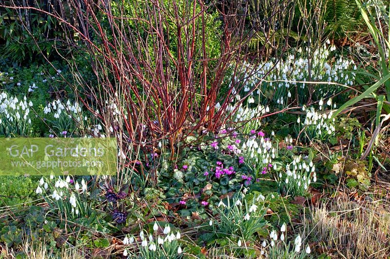 Lit avec cornouiller, perce-neige et cyclamen d'hiver, Cornus sanguinea, Galanthus, Cyclamen coum 