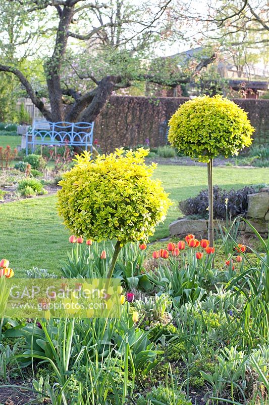 Jardin de printemps avec tiges standard d'Euonymus, Euonymus japonicus Aureomarginatus 