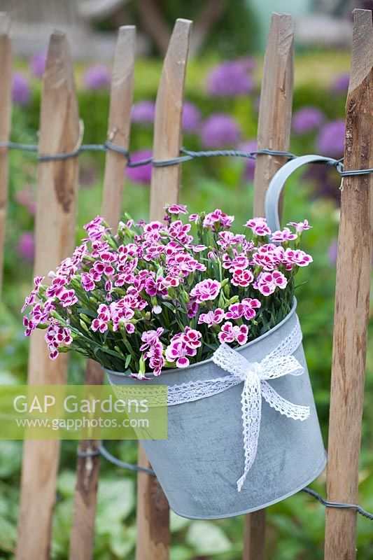 Oeillets dans un pot suspendu sur la clôture, Dianthus Pink Kisses 