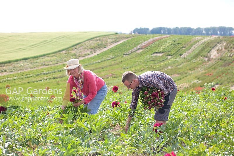 Cordula et Max Tetzlaff récoltant les fleurs coupées 