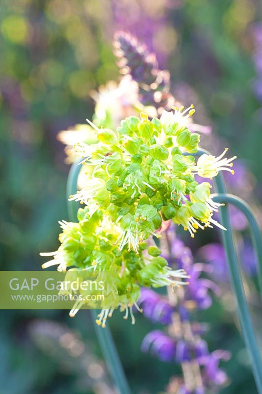 Oignon ornemental jaune, Allium obliquum 