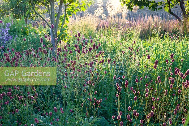 Jardin naturel avec bouton de prairie, Sanguisorba officinalis Henk Gerritsen 