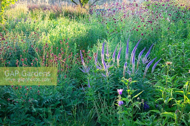 Jardin naturel avec bouton de prairie, Sanguisorba officinalis Henk Gerritsen, Veronicastrum sibiricum Kobaltkaars 