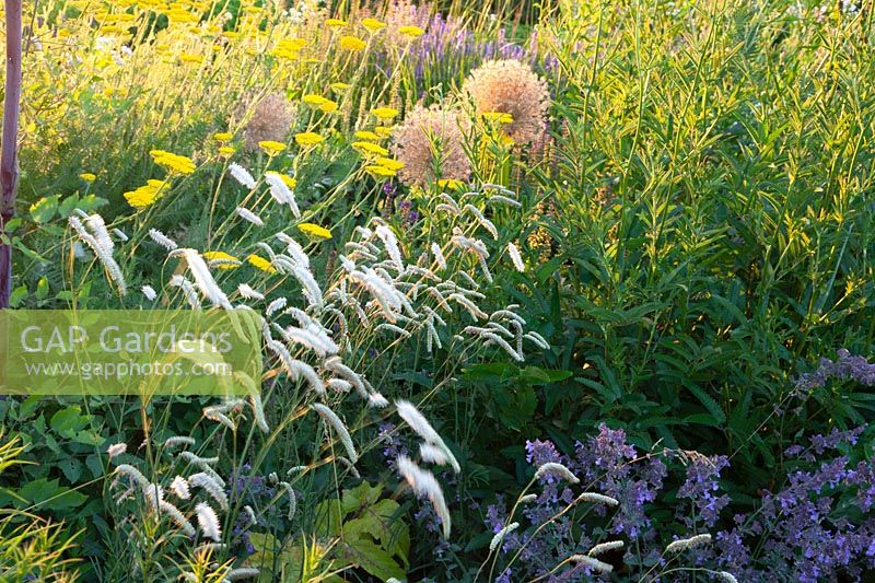 Bouton de millefeuille et de prairie dans le jardin naturel, Achillea filipendulina Coronation Gold, Sanguisorba officinalis White Tanna 